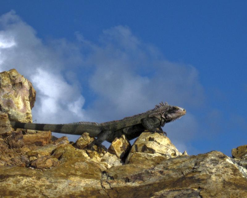 Iguana St Thomas, VI - Iguana ©2008 Martin Oretsky
